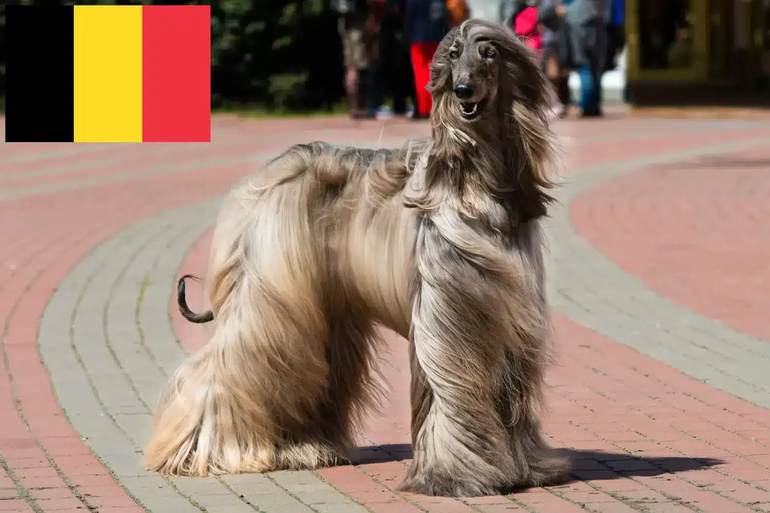 Afgán kopó kölykök és tenyésztők Belgium Itt találhat afgán kopó tenyésztőket Belgiumban.