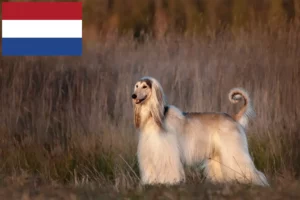 Read more about the article Afgán agár tenyésztők és kölykök Hollandiában