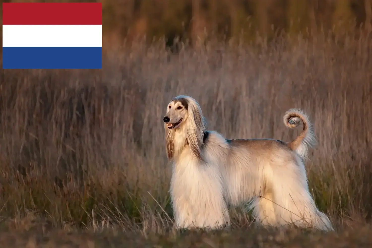 Afgán kopó kölykök és tenyésztők Hollandia Keressen afgán kopó tenyésztőket Hollandia területén itt.