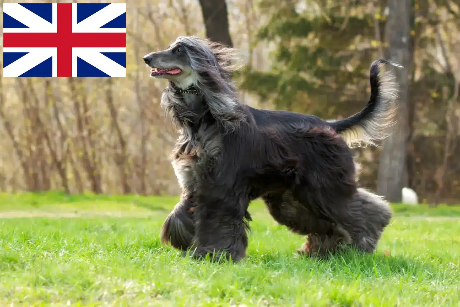 Afgán kopó kiskutyák és tenyésztők Nagy-Britannia Itt talál afgán kopó tenyésztőket Nagy-Britanniában.