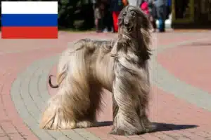 Read more about the article Afgán agár tenyésztők és kölykök Oroszországban
