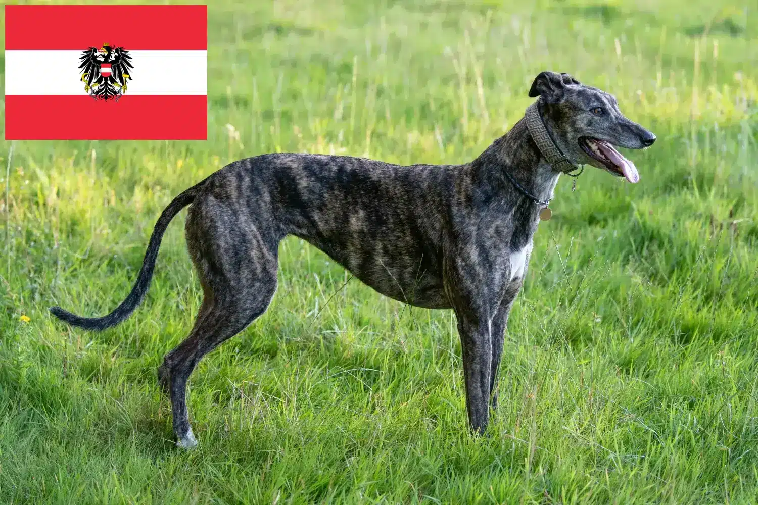 Agárkölykök és tenyésztők Ausztria Itt találhat agártenyésztőket Ausztriában.