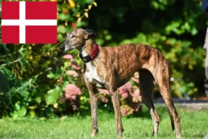 Read more about the article Agártenyésztők és kölyökkutyák Dániában