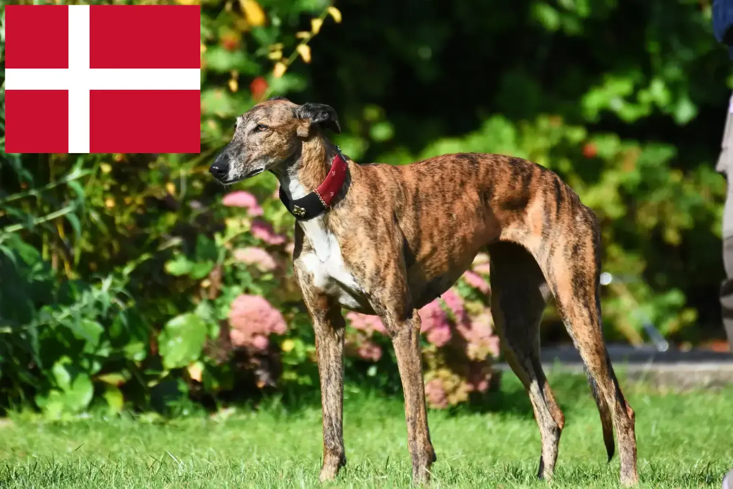 agár kölyökkutyák és tenyésztők Dánia Itt talál agártenyésztőket Dániában.