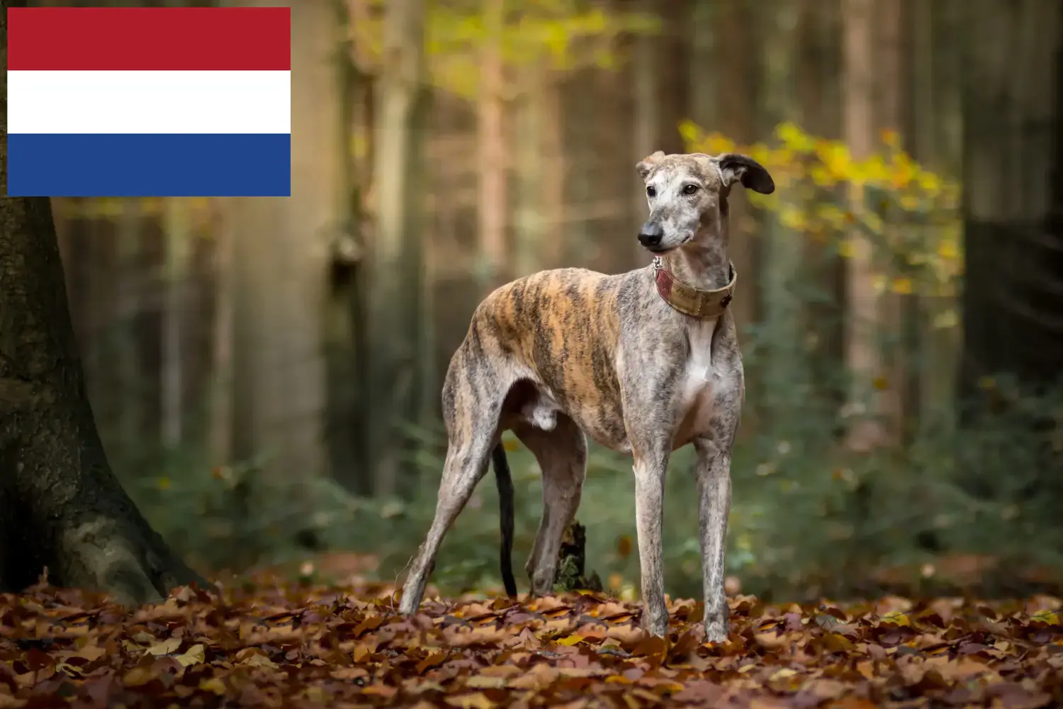 Agár kölykök és tenyésztők Hollandia Itt talál agártenyésztőket Hollandiában.