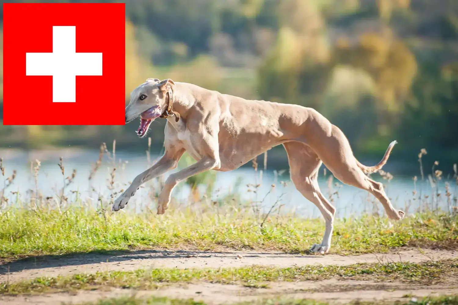 agár kölykök és tenyésztők Svájcban Itt talál agártenyésztőket Svájcban.