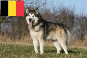 Read more about the article Alaszkai malamut tenyésztők és kölykök Belgiumban