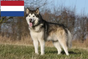 Read more about the article Alaszkai malamut tenyésztők és kölykök Hollandiában