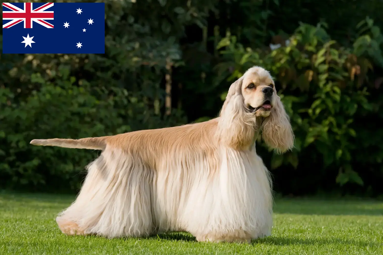 American Cocker Spaniel kölykök és tenyésztők Ausztrália Itt találsz American Cocker Spaniel tenyésztőket Ausztráliában.