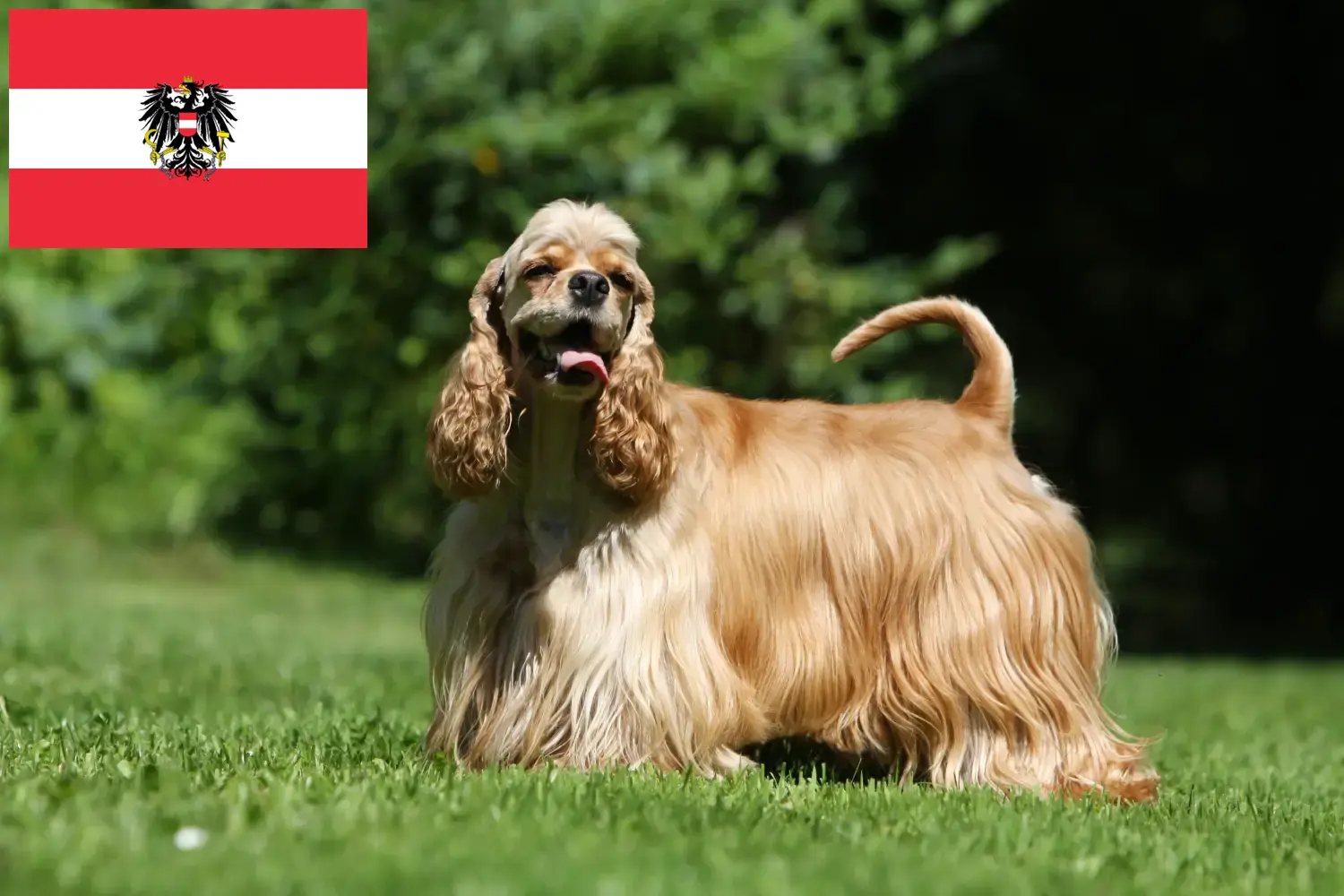 Amerikai Cocker spániel kölykök és tenyésztők Ausztria Itt találhatsz American Cocker Spaniel tenyésztőket Ausztriában.