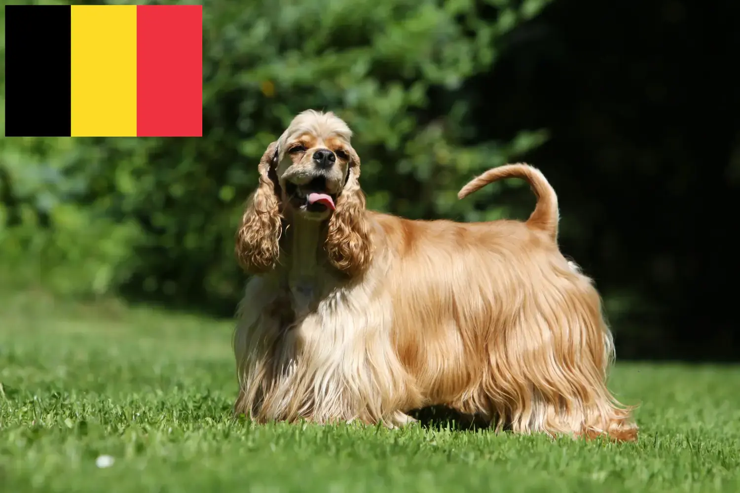 Amerikai Cocker spániel kölykök és tenyésztők Belgium Itt találsz American Cocker spániel tenyésztőket Belgiumban.