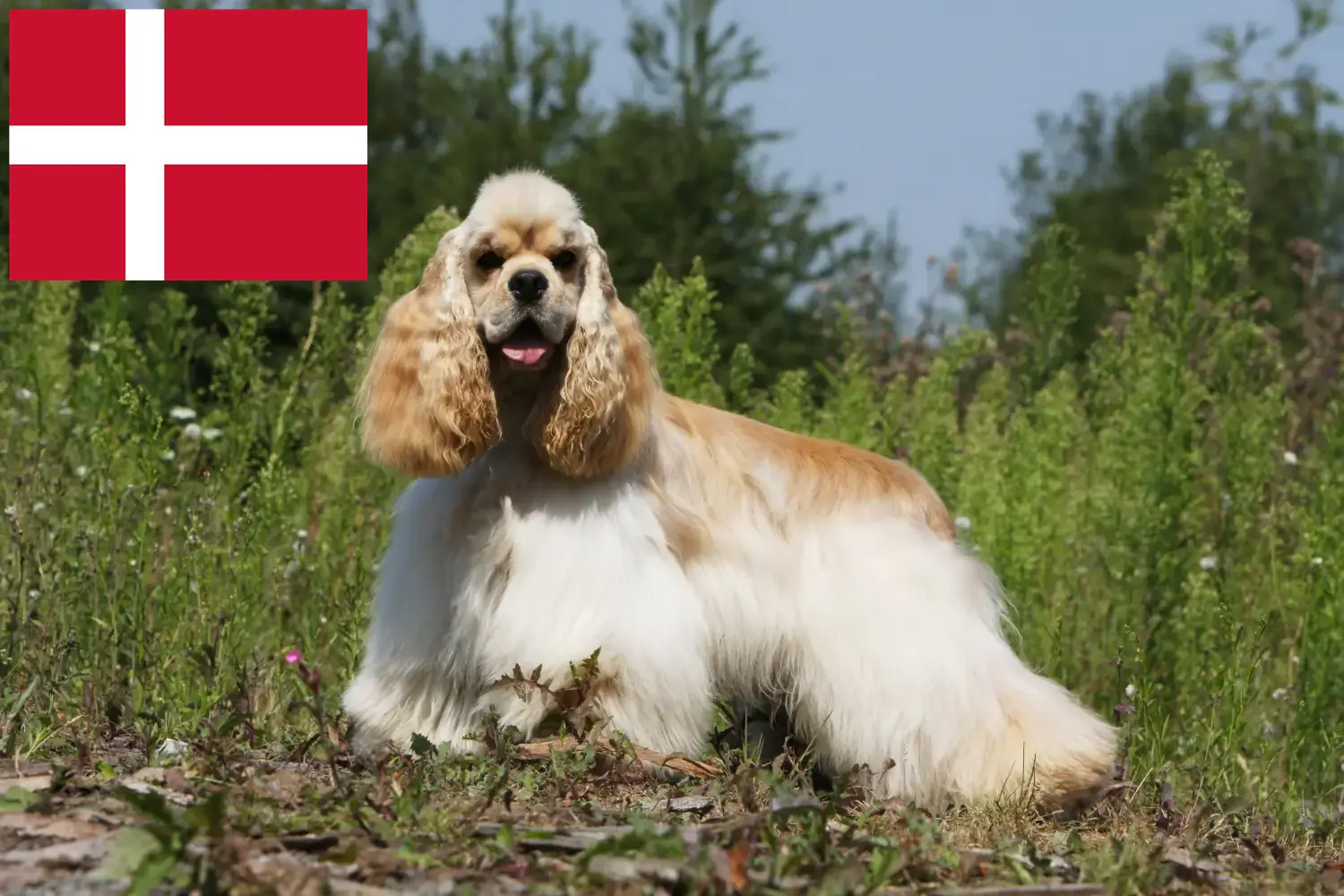 Amerikai Cocker spániel kölykök és tenyésztők Dánia Keresse meg itt az American Cocker Spaniel tenyésztőket Dániában.