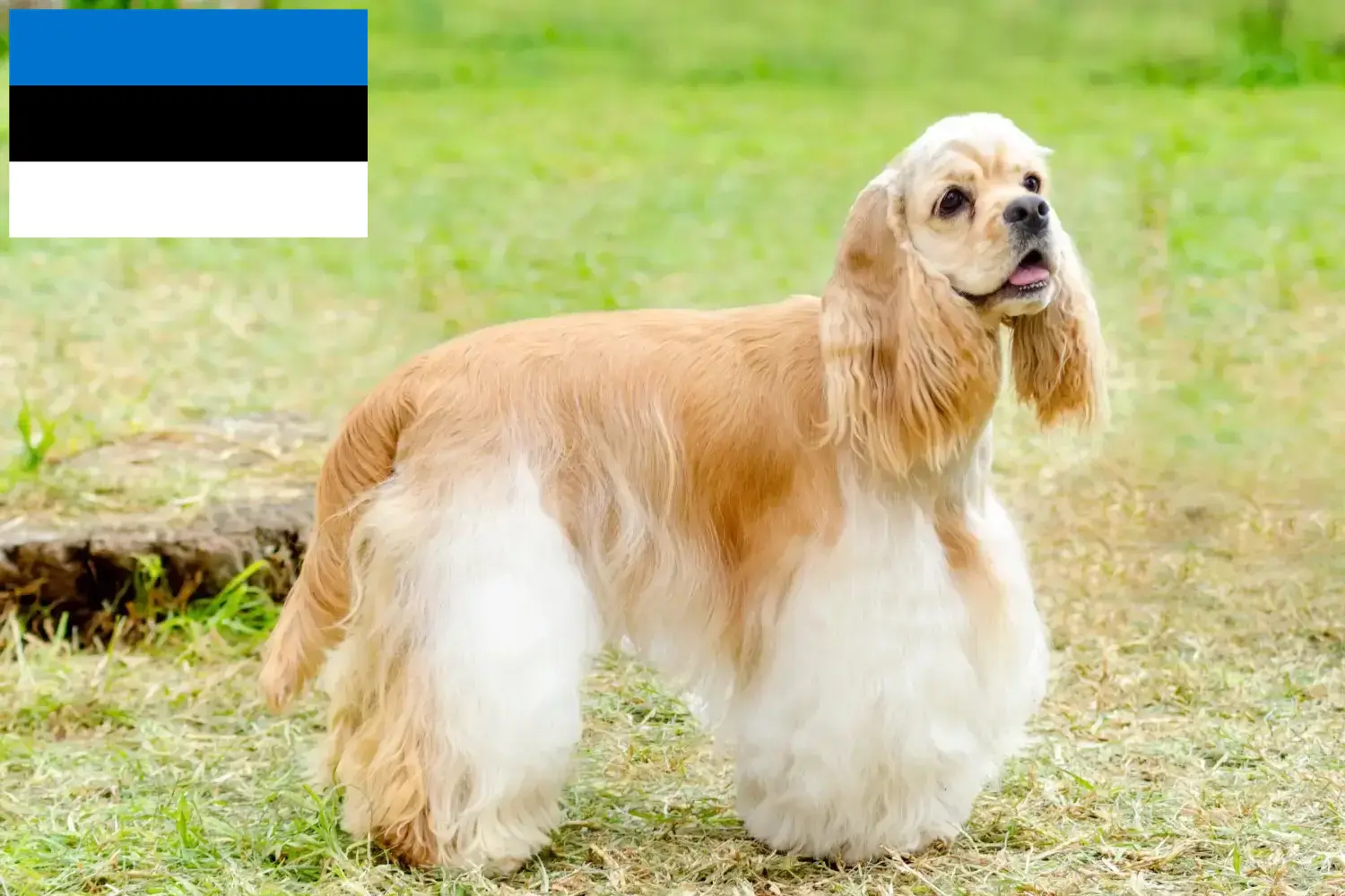 Amerikai Cocker spániel kölyökkutyák és tenyésztők Észtországban Keressen American Cocker Spaniel tenyésztőket Észtországban.