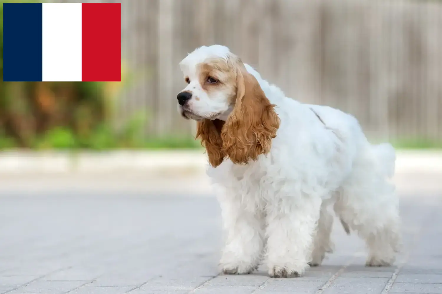 American Cocker Spaniel kölykök és tenyésztők Franciaország Keresse meg itt az American Cocker Spaniel tenyésztőket Franciaországban.