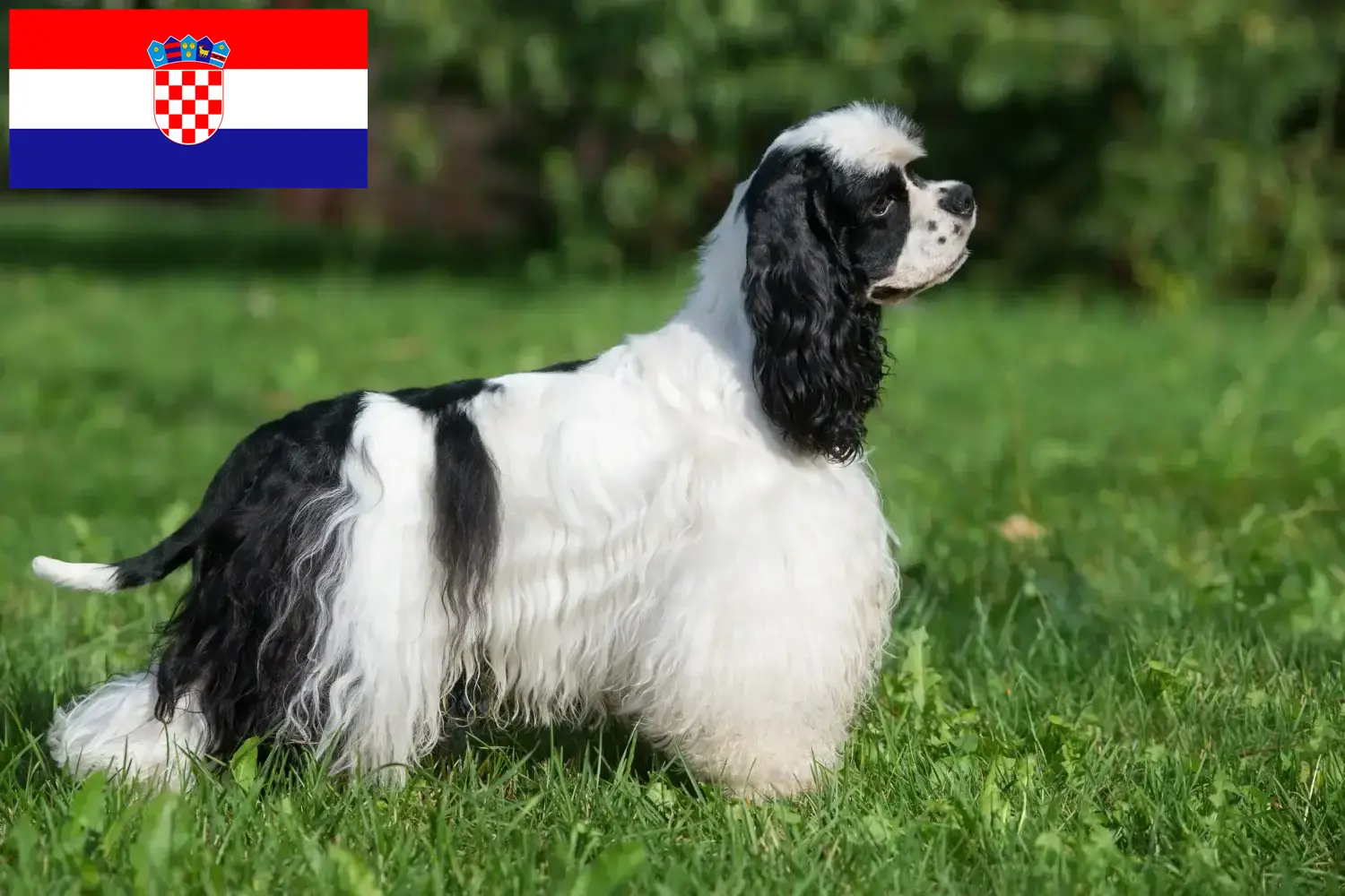 Amerikai Cocker spániel kölykök és tenyésztők Horvátország Itt találsz American Cocker spániel tenyésztőket Horvátországban.