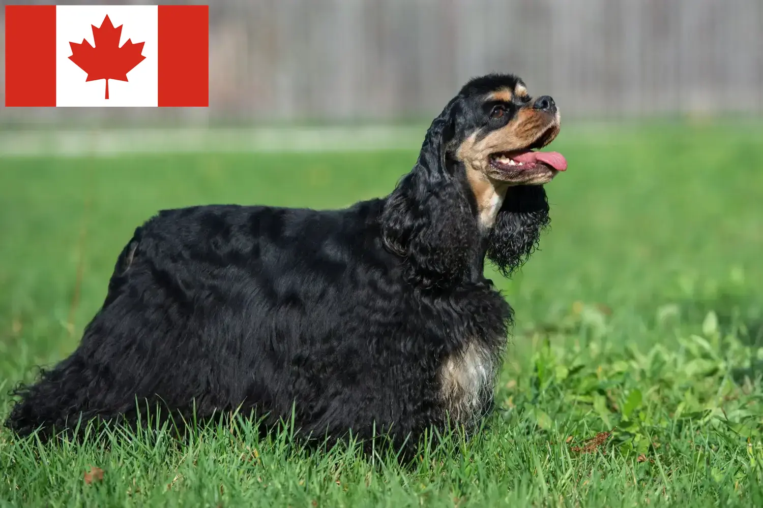 Amerikai Cocker spániel kölykök és tenyésztők Kanada Itt találsz American Cocker Spaniel tenyésztőket Kanadában.