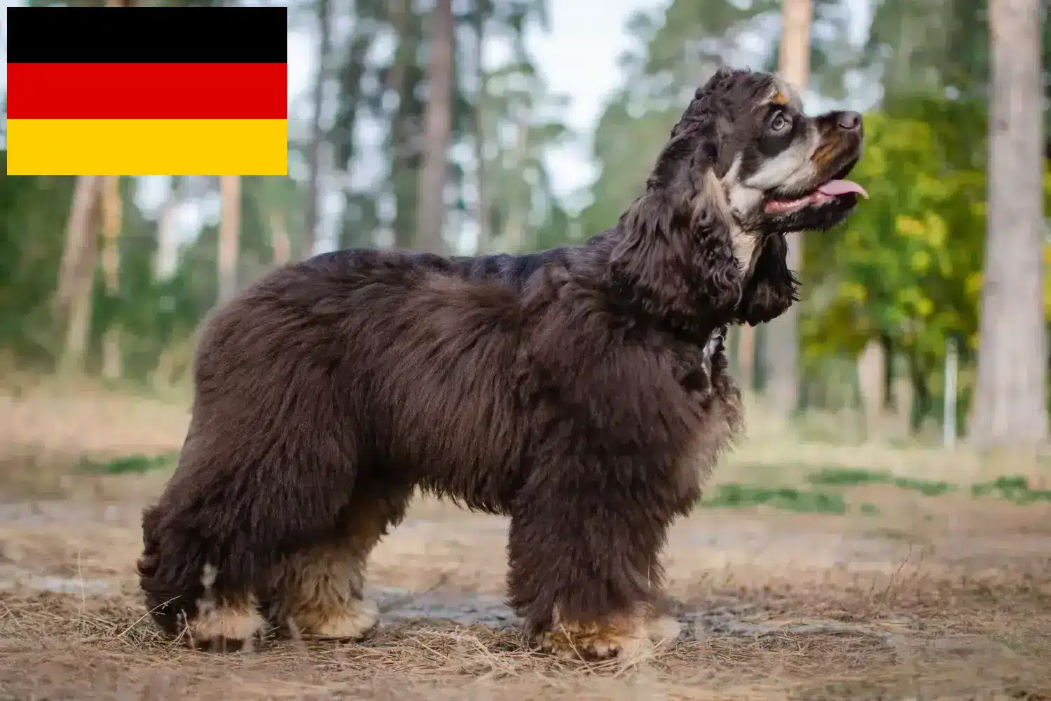 American Cocker Spaniel kölyökkutyák és tenyésztők Németország Itt találhat American Cocker Spaniel tenyésztőket Németországban.