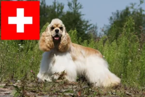Read more about the article American Cocker Spaniel tenyésztők és kölykök Svájcban