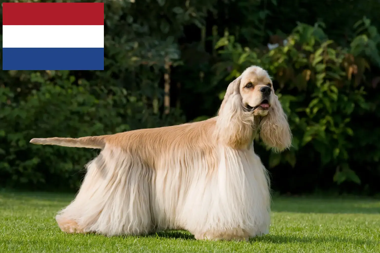 Amerikai Cocker spániel kölykök és tenyésztők Hollandia Keresse meg itt az American Cocker Spaniel tenyésztőket Hollandia területén.
