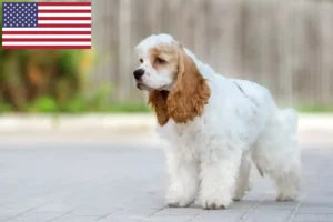 Read more about the article American Cocker Spaniel tenyésztők és kölykök az USA-ban