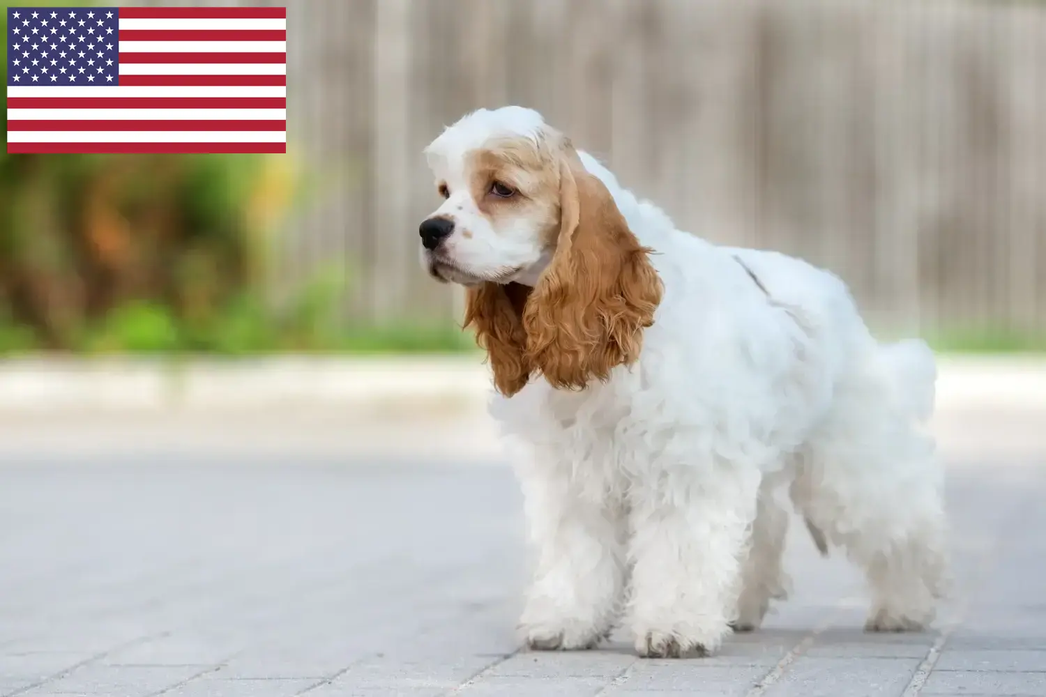 Amerikai Cocker spániel kölykök és tenyésztők USA American Cocker Spaniel tenyésztőket az USA-ban itt találsz.