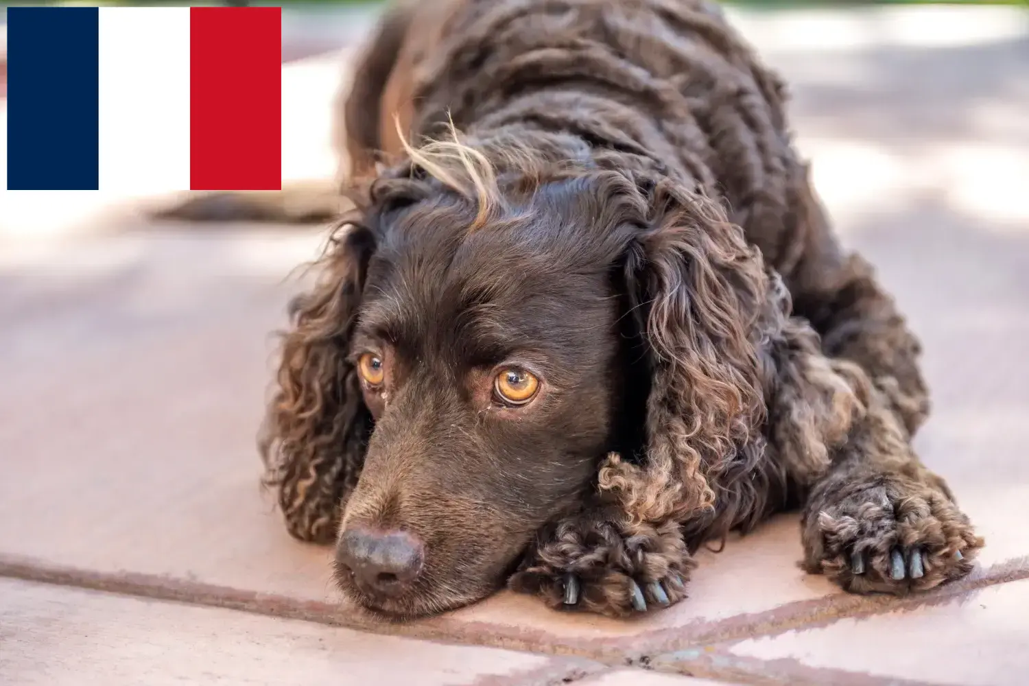 Amerikai vízi spániel kölykök és tenyésztők Franciaország Keresse meg itt az American Water Spaniels tenyésztőit Franciaországban.