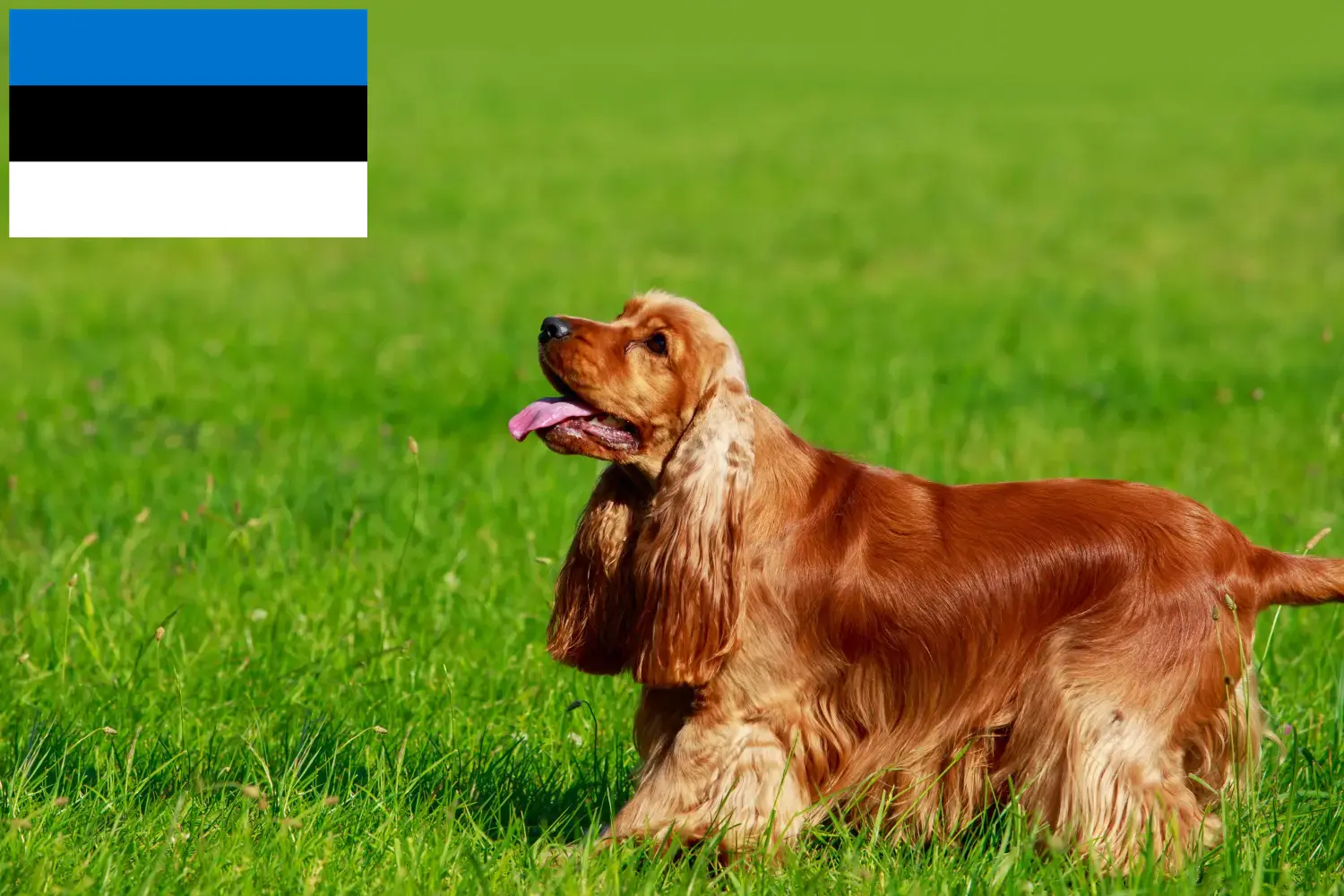 Angol Cocker spániel kiskutyák és tenyésztők Észtországban Találd meg az English Cocker Spaniel tenyésztőket Észtországban.