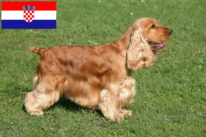 Read more about the article Angol Cocker spániel tenyésztők és kölykök Horvátországban