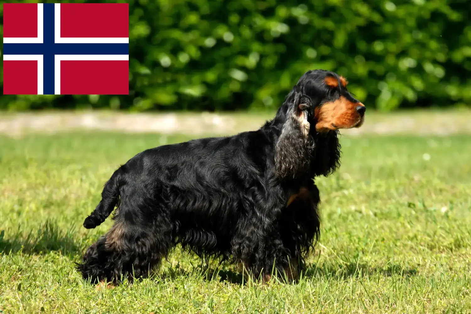 Angol Cocker spániel kiskutyák és tenyésztők Norvégia Itt találsz English Cocker Spaniel tenyésztőket Norvégia területén.