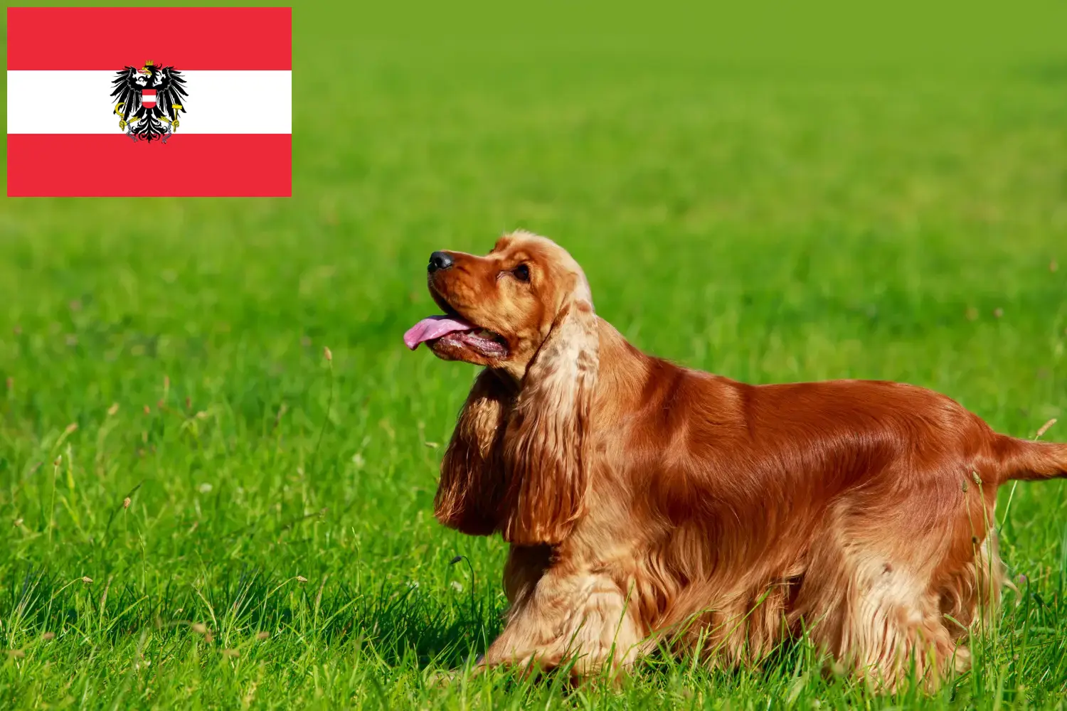 Angol Cocker spániel kölykök és tenyésztők Ausztria Itt talál angol cocker spániel tenyésztőket Ausztriában.