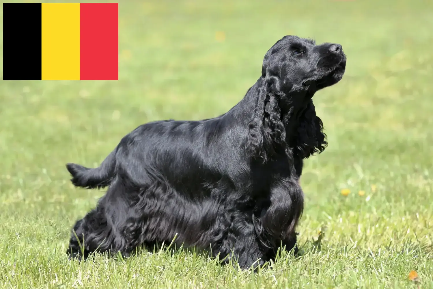 Angol Cocker spániel kölykök és tenyésztők Belgium Itt találsz angol cocker spániel tenyésztőket Belgiumban.