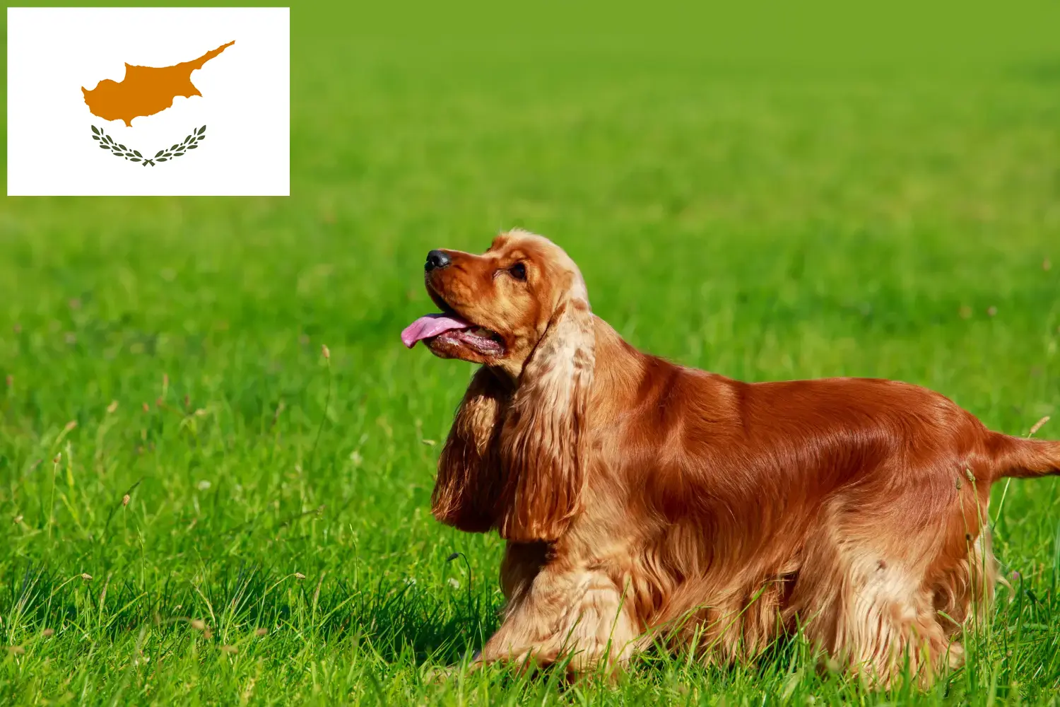 Angol Cocker spániel kiskutyák és tenyésztők Ciprusi Köztársaság Itt találsz English Cocker Spaniel tenyésztőket Cipruson.