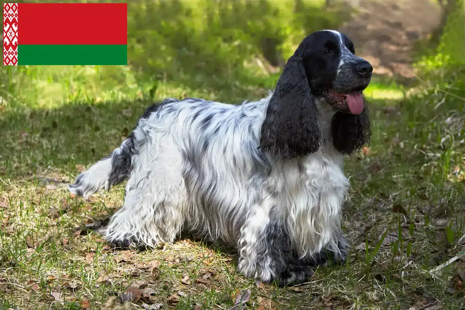 Angol Cocker spániel kölykök és tenyésztők Fehéroroszországban Itt találsz English Cocker Spaniel tenyésztőket Fehéroroszországban.