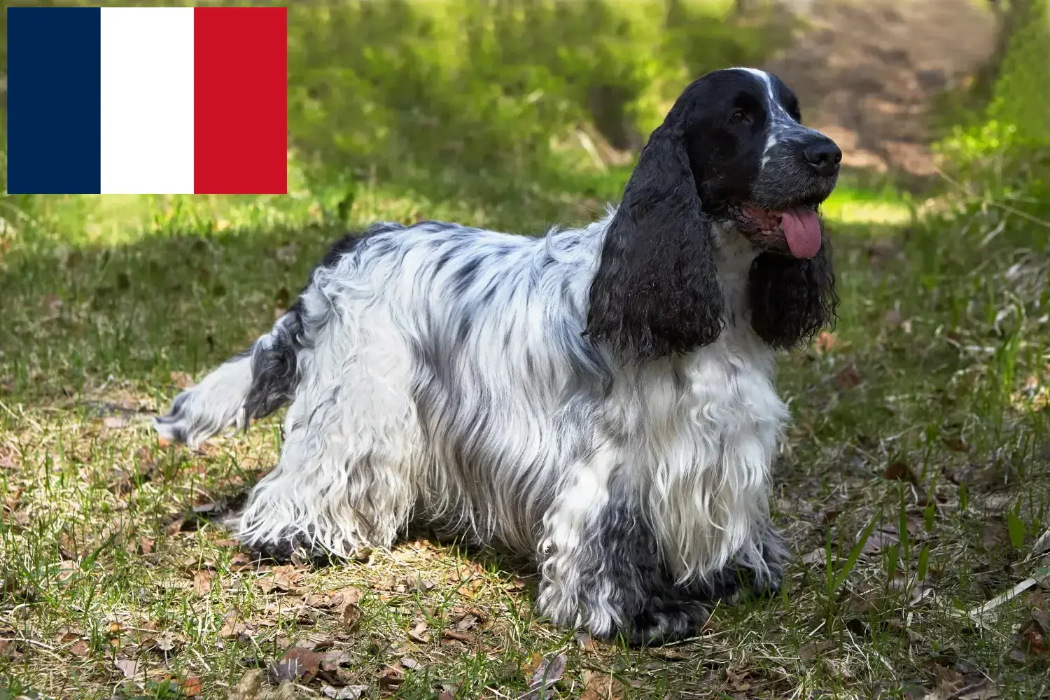 Angol Cocker spániel kiskutyák és tenyésztők Franciaország Itt talál angol cocker spániel tenyésztőket Franciaországban.