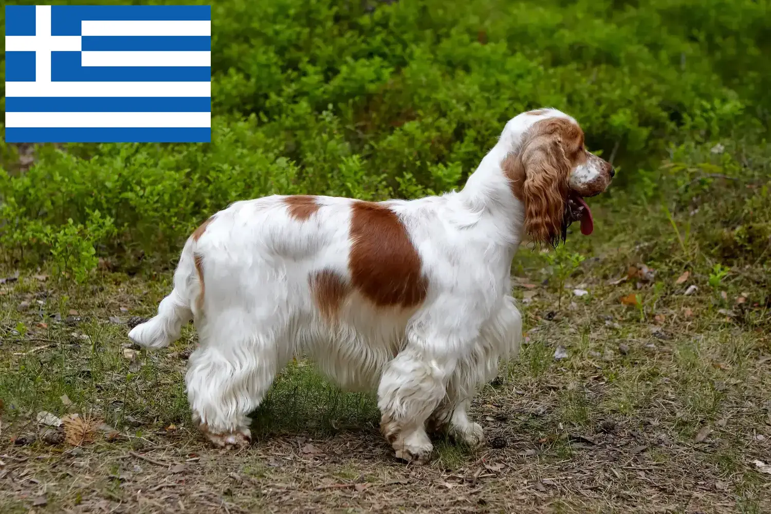 Angol Cocker spániel kölykök és tenyésztők Görögország Itt találsz angol cocker spániel tenyésztőket Görögországban.