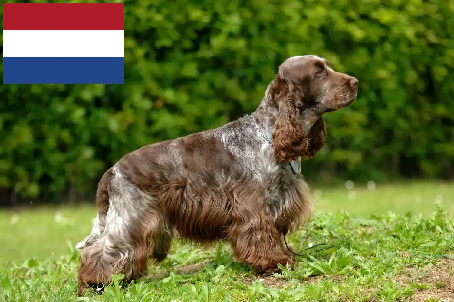 Angol Cocker spániel kölykök és tenyésztők Hollandia Itt talál angol cocker spániel tenyésztőket Hollandia területén.