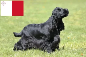 Read more about the article Angol Cocker spániel tenyésztők és kiskutyák Máltán