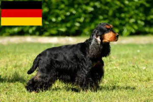 Read more about the article Angol Cocker spániel tenyésztők és kölykök Németországban