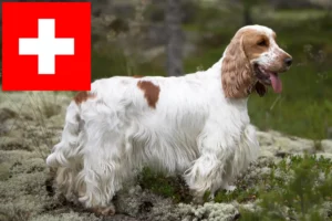 Read more about the article Angol Cocker spániel tenyésztők és kölykök Svájcban