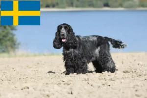 Read more about the article Angol Cocker spániel tenyésztők és kölykök Svédországban