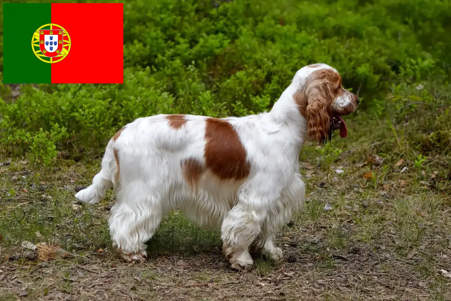 Angol Cocker spániel kölykök és tenyésztők Portugália Találd meg itt az angol cocker spániel tenyésztőket Portugáliában.