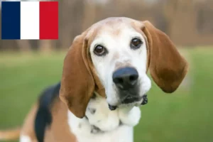 Read more about the article Angol Foxhound tenyésztők és kölykök Franciaországban