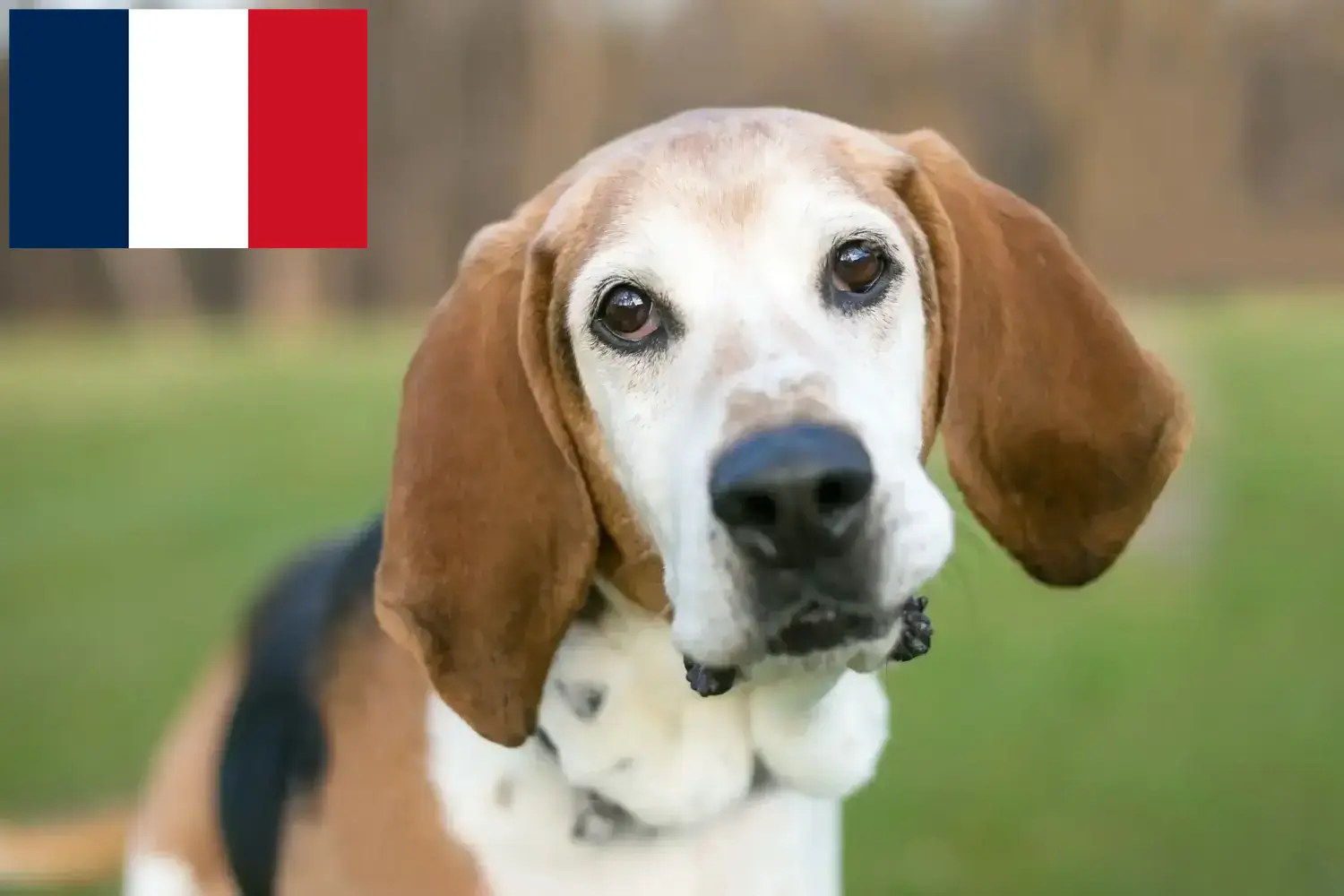 Angol Foxhound kölykök és tenyésztők Franciaország Itt találhat angol Foxhound tenyésztőket Franciaországban.