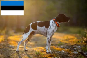 Read more about the article Angol pointer tenyésztők és kölykök Észtországban