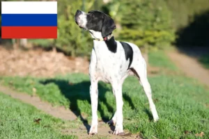 Read more about the article Angol Pointer tenyésztők és kölykök Oroszországban