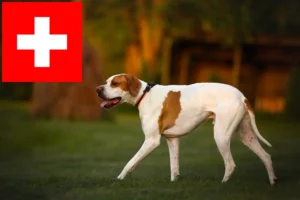 Read more about the article Angol pointer tenyésztők és kölykök Svájcban