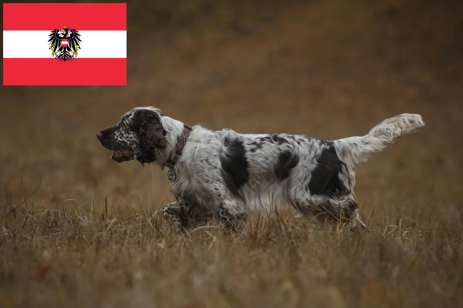 Angol Springer spániel kölykök és tenyésztők Ausztria Itt találhat angol springer spániel tenyésztőket Ausztriában.