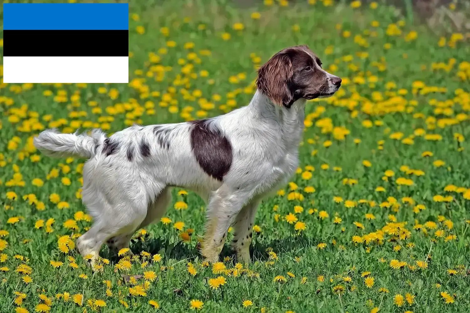 Angol Springer spániel kiskutyák és tenyésztők Észtországban Találd meg az English Springer spánielek tenyésztőit Észtországban.