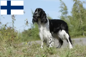 Read more about the article Angol Springer spániel tenyésztők és kölykök Finnországban