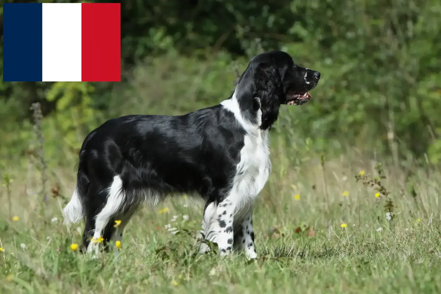 Angol Springer spániel kiskutyák és tenyésztők Franciaország Találd meg itt az English Springer spánielek tenyésztőit Franciaországban.